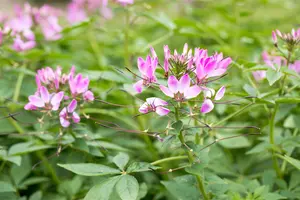 Cleome 'Clio Magenta'