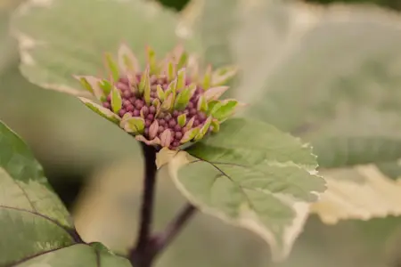 Clerodendrum bungei 'Pink Diamond' - 50-60 CM C5 - image 2