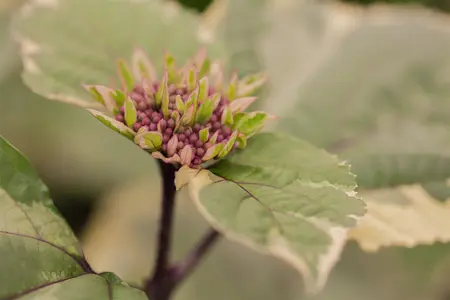 Clerodendrum bungei 'Pink Diamond' - 50-60 CM C7.5