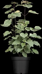 Clerodendrum bungei 'Pink Diamond'