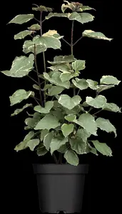 Clerodendrum bungei 'Pink Diamond'