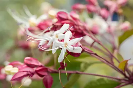 Clerodendrum trichotomum - P10.5 - image 2