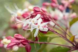 Clerodendrum trichotomum - P10.5 - image 2