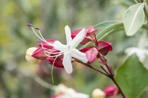 Clerodendrum trichotomum - P10.5 - image 3