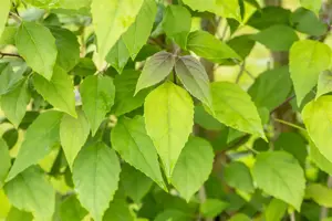 Clerodendrum trichotomum - MULTISTEM 150-175 CM RB - image 5