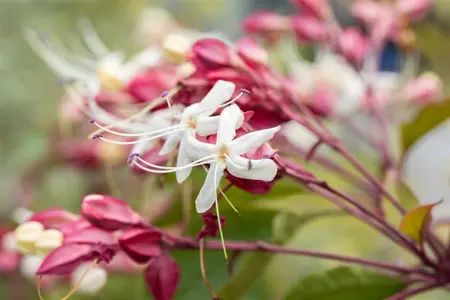 Clerodendrum trichotomum - MULTISTEM 150-175 CM C50 - image 2