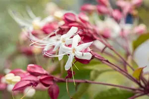 Clerodendrum trichotomum - MULTISTEM 150-175 CM C50 - image 2