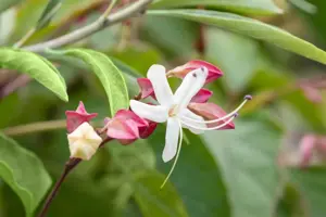 Clerodendrum trichotomum - MULTISTEM 150-175 CM RB - image 4