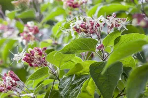 Clerodendrum trichotomum fargesii