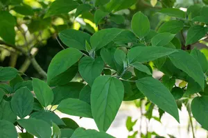 Clerodendrum trichotomum fargesii - 200-250 CM C35 - image 2