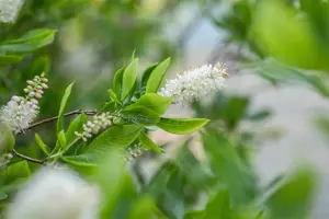 Clethra alnif. 'Sixteen Candles'