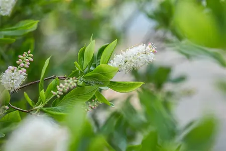 Clethra alnif. 'Sixteen Candles' - 60-80 CM C10