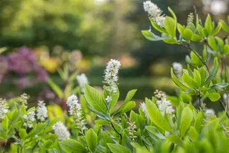 Clethra alnifolia - 100-125 CM C35 - image 2