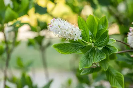 Clethra alnifolia - 100-125 CM C35 - image 3
