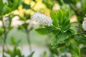 Clethra alnifolia - 100-125 CM C35 - image 3