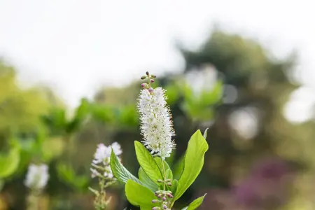 Clethra alnifolia - 100-125 CM C35 - image 5
