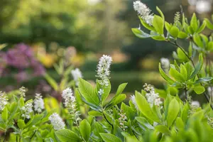 Clethra alnifolia - 100-125 CM C25 - image 5