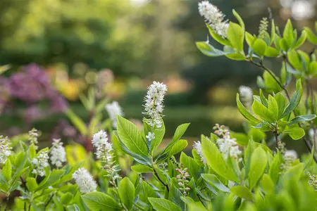 Clethra alnifolia - 125-150 CM C20 - image 1