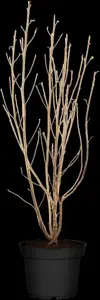 Clethra alnifolia - 50-60 CM C3 - image 1