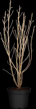 Clethra alnifolia - 80-100 CM C10 - image 1