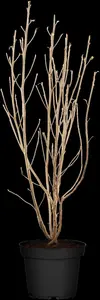 Clethra alnifolia - 80-100 CM C10 - image 5