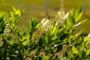 Clethra alnifolia 'Hummingbird'