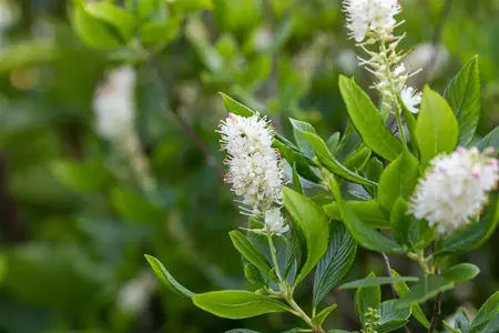 Clethra alnifolia 'Hummingbird' - P10.5 - image 2