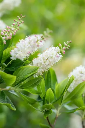 Clethra alnifolia 'Pink Spire' - 3 Ltr pot