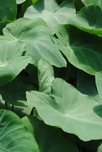 Colocasia esculenta