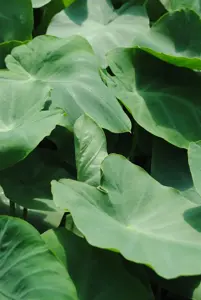 Colocasia esculenta 'Pink China' - 3 Ltr pot