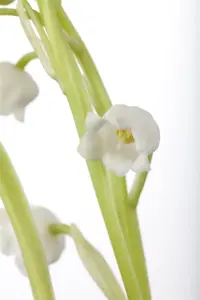 Convallaria majalis - 2 Ltr pot - image 3