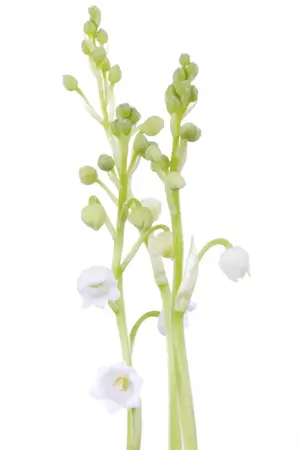 Convallaria majalis - 2 Ltr pot - image 4