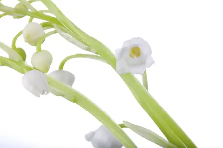 Convallaria majalis - 2 Ltr pot - image 2