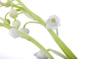 Convallaria majalis - 2 Ltr pot - image 2