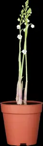Convallaria majalis