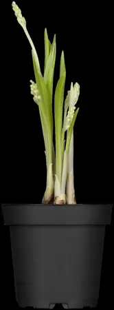 Convallaria majalis - 2 Ltr pot - image 5