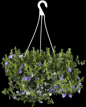 Convolvulus sabatius - LINERS 18 CEL TRAY P9 SIZE - image 2
