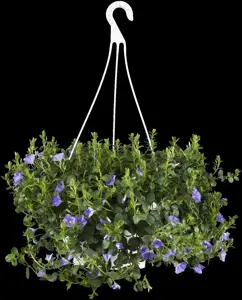Convolvulus sabatius - LINERS 18 CEL TRAY P9 SIZE - image 2