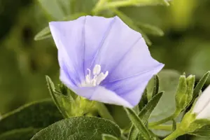 Convolvulus sabatius - LINERS 18 CEL TRAY P9 SIZE - image 1