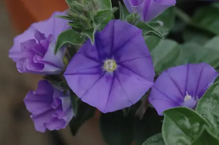 Convolvulus sabatius - LINERS 18 CEL TRAY P9 SIZE - image 3