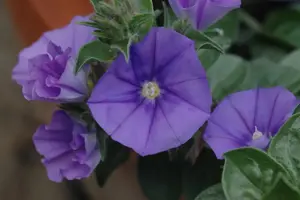Convolvulus sabatius - LINERS 18 CEL TRAY P9 SIZE - image 3