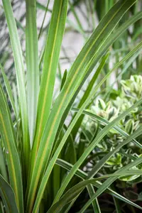 Cordyline austr. 'Chocolate Mint'