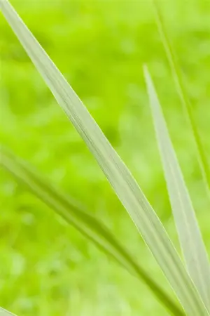 Cordyline austr. 'Emerald Star' - 2 Ltr pot - image 3