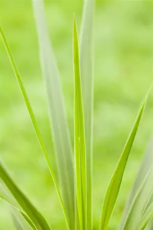 Cordyline austr. 'Emerald Star' - 2 Ltr pot - image 4