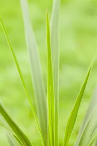 Cordyline austr. 'Emerald Star' - 7.5 Ltr pot - image 3