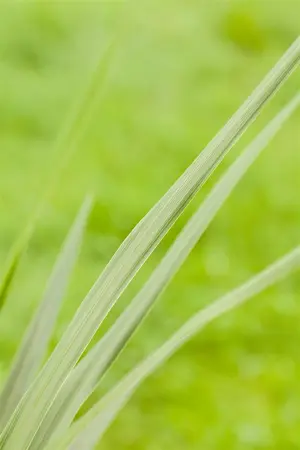 Cordyline austr. 'Magic Star' - 2 Ltr pot - image 5