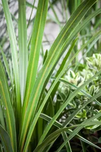 Cordyline austr. 'Paso Doble' - 2 Ltr pot - image 2