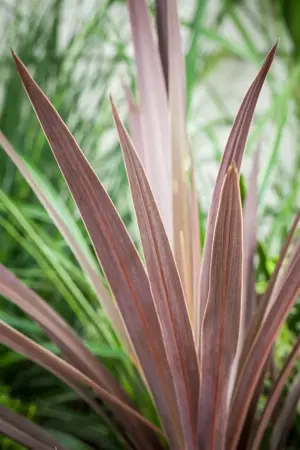 Cordyline austr. 'Red Star' - 2 Ltr pot - image 3