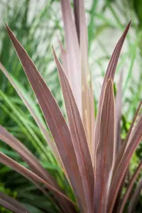 Cordyline austr. 'Red Star' - 2 Ltr pot - image 3