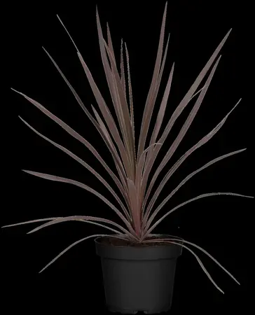 Cordyline austr. 'Red Star' - 2 Ltr pot - image 2